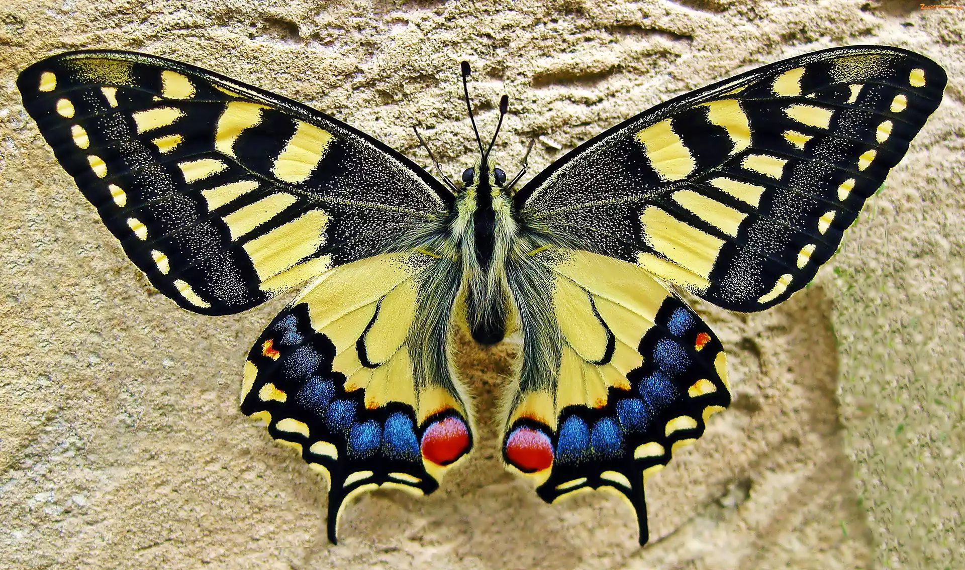 Królowej, Motyl, Paź