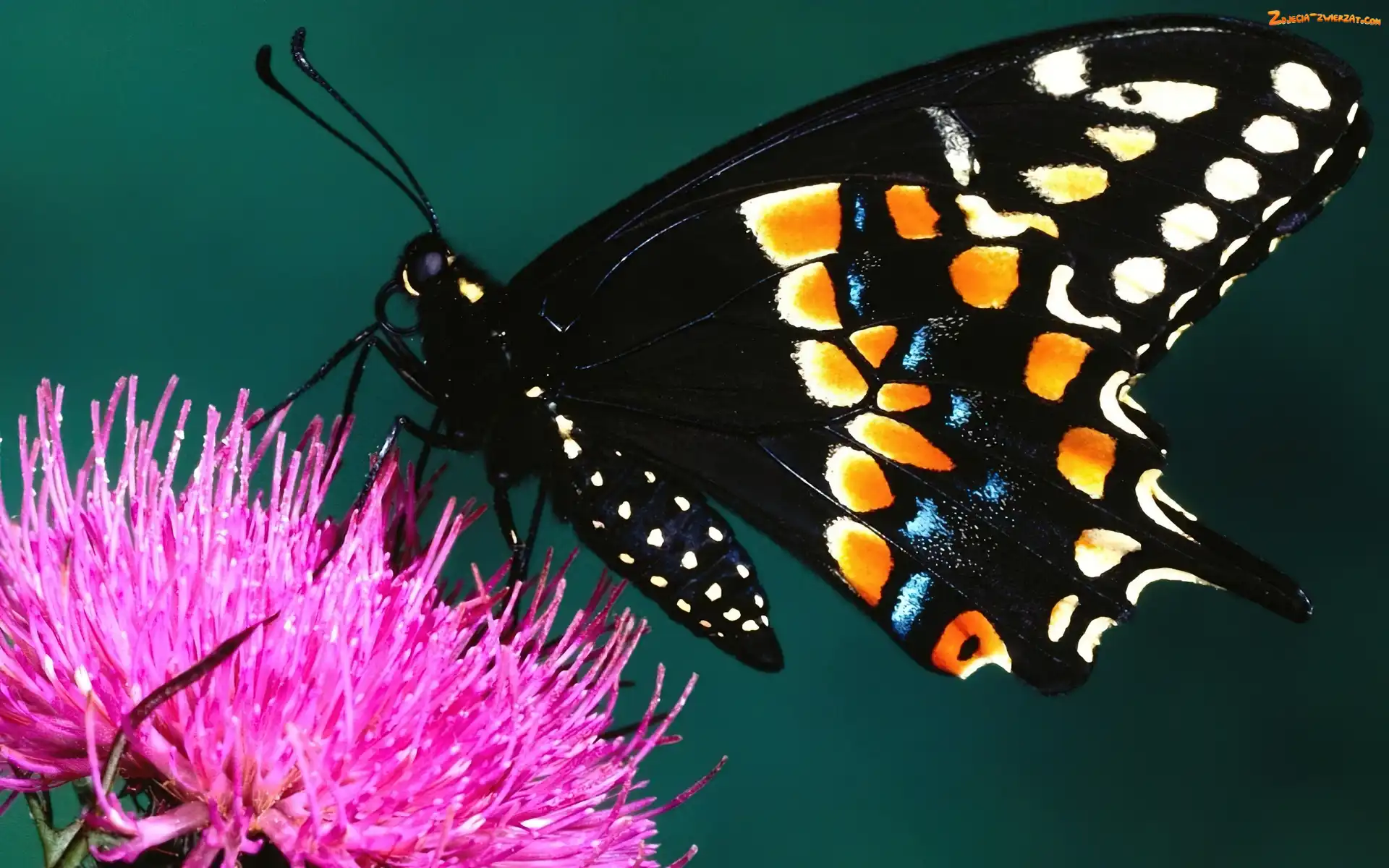 Kwiat, Motyl