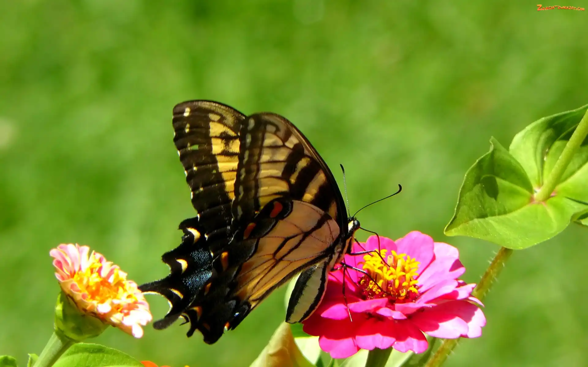 Motyl, Kwiat