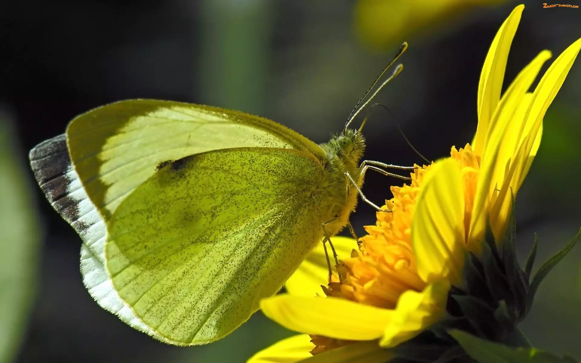 Kwiat, Motyl, Bielinek rzepnik