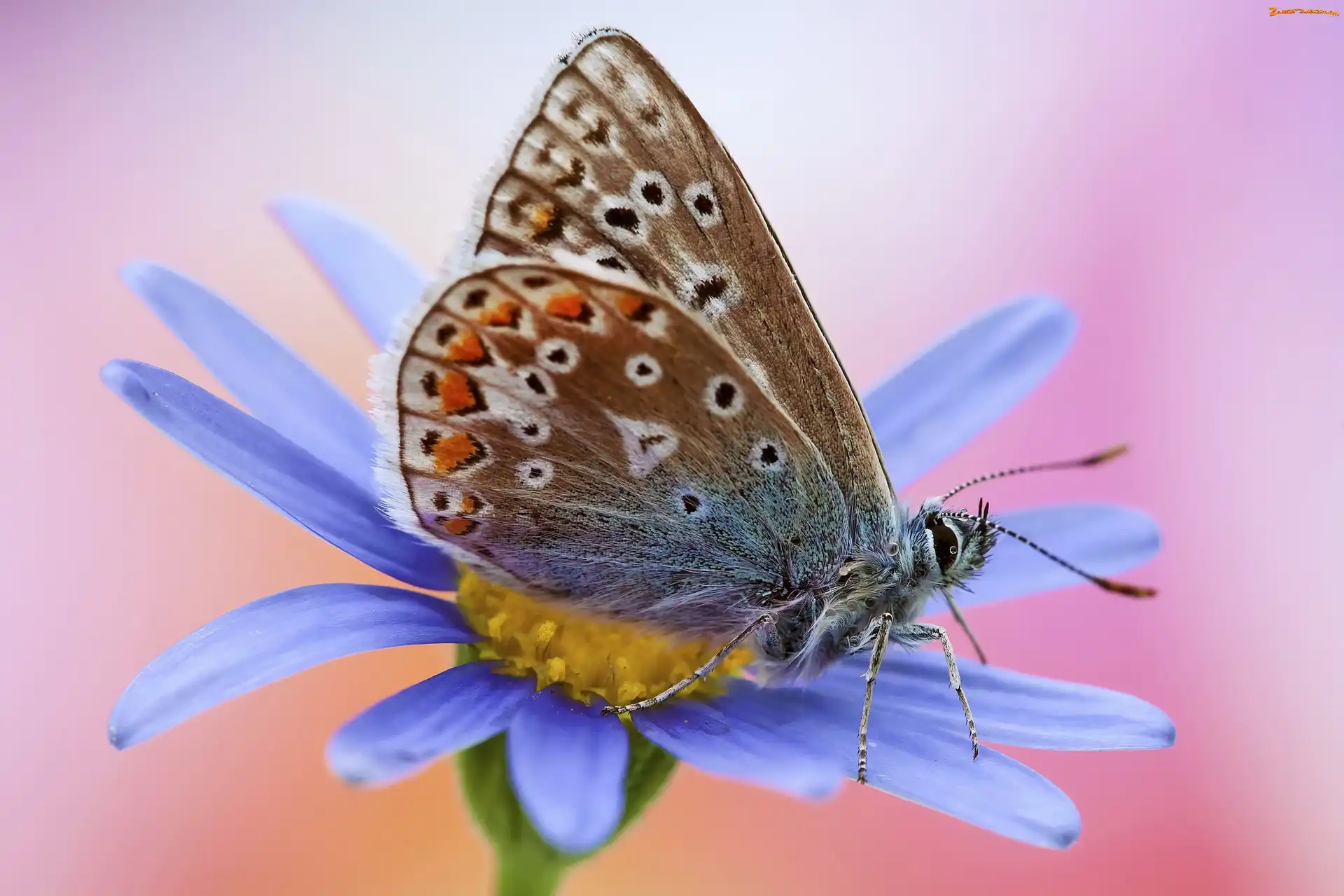 Kwiat, Motyl, Modraszek