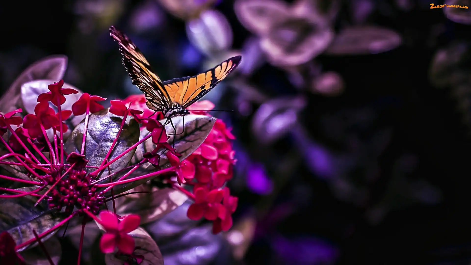 Motyl, Kwiat