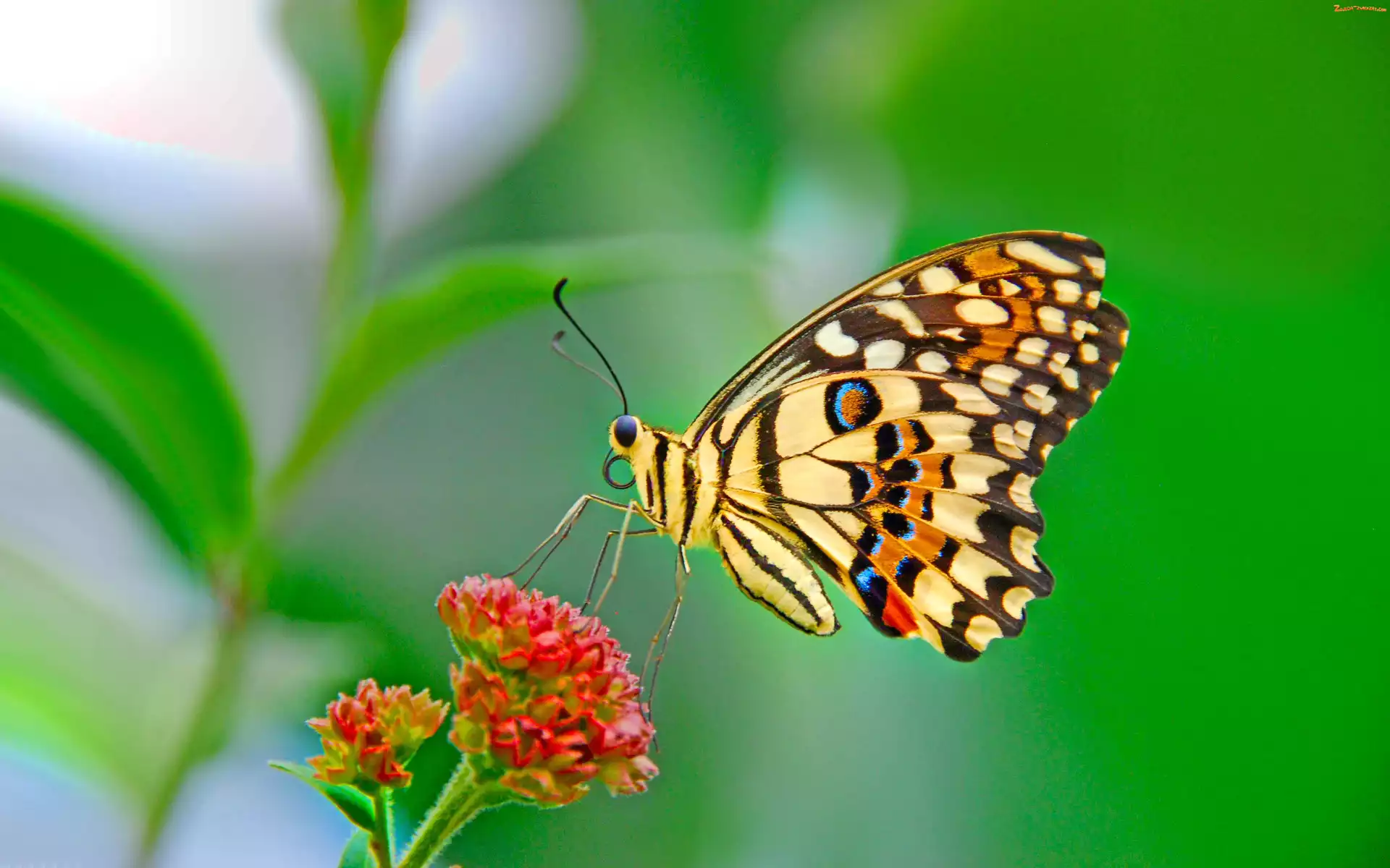 Motyl, Kwiat