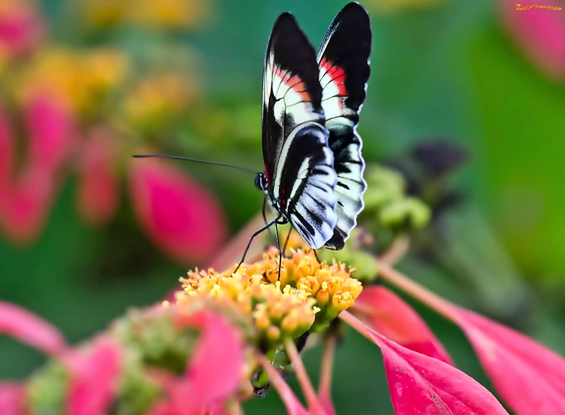 Motyl, Kwiat