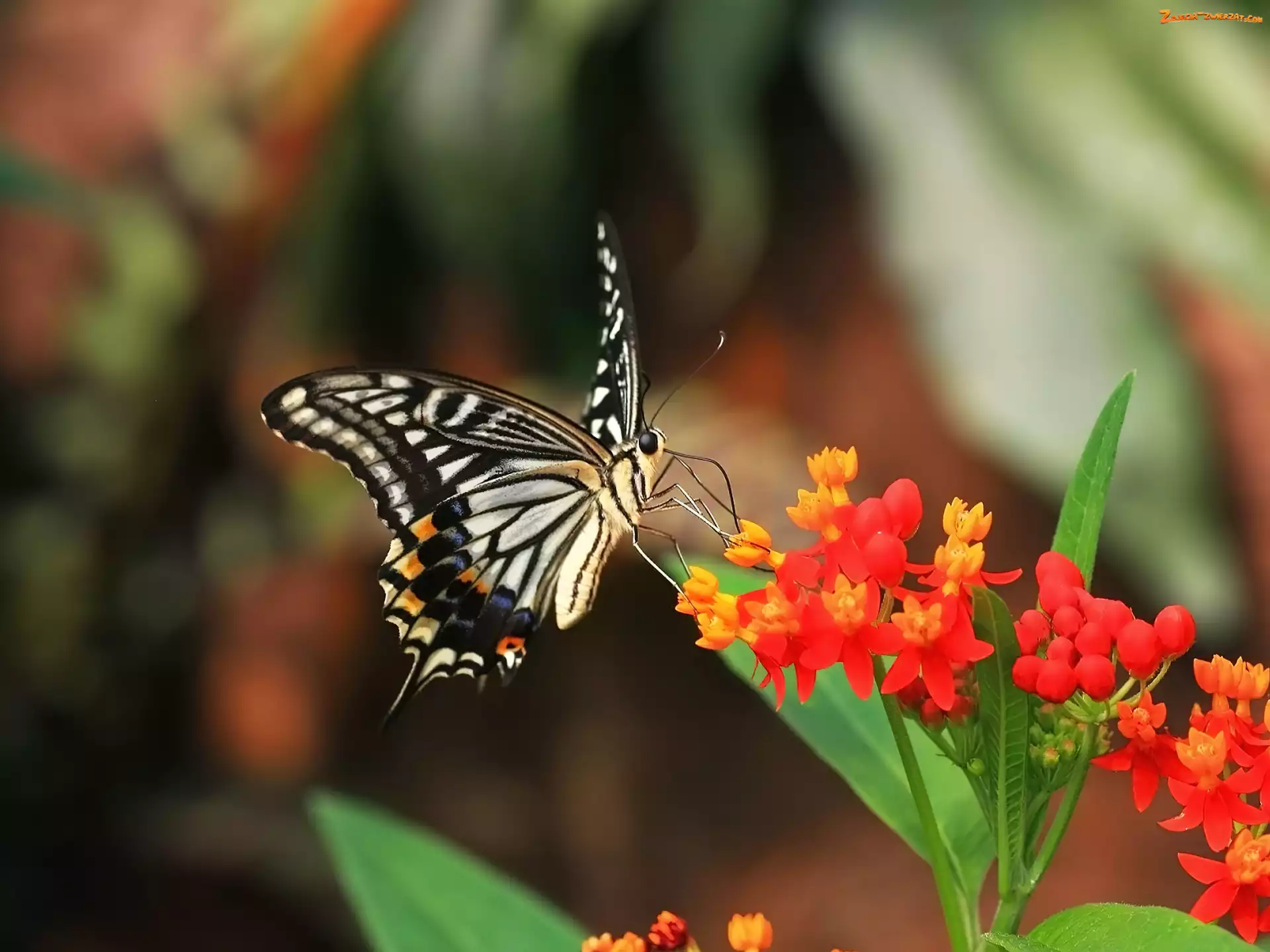 Kwiat, Motyl