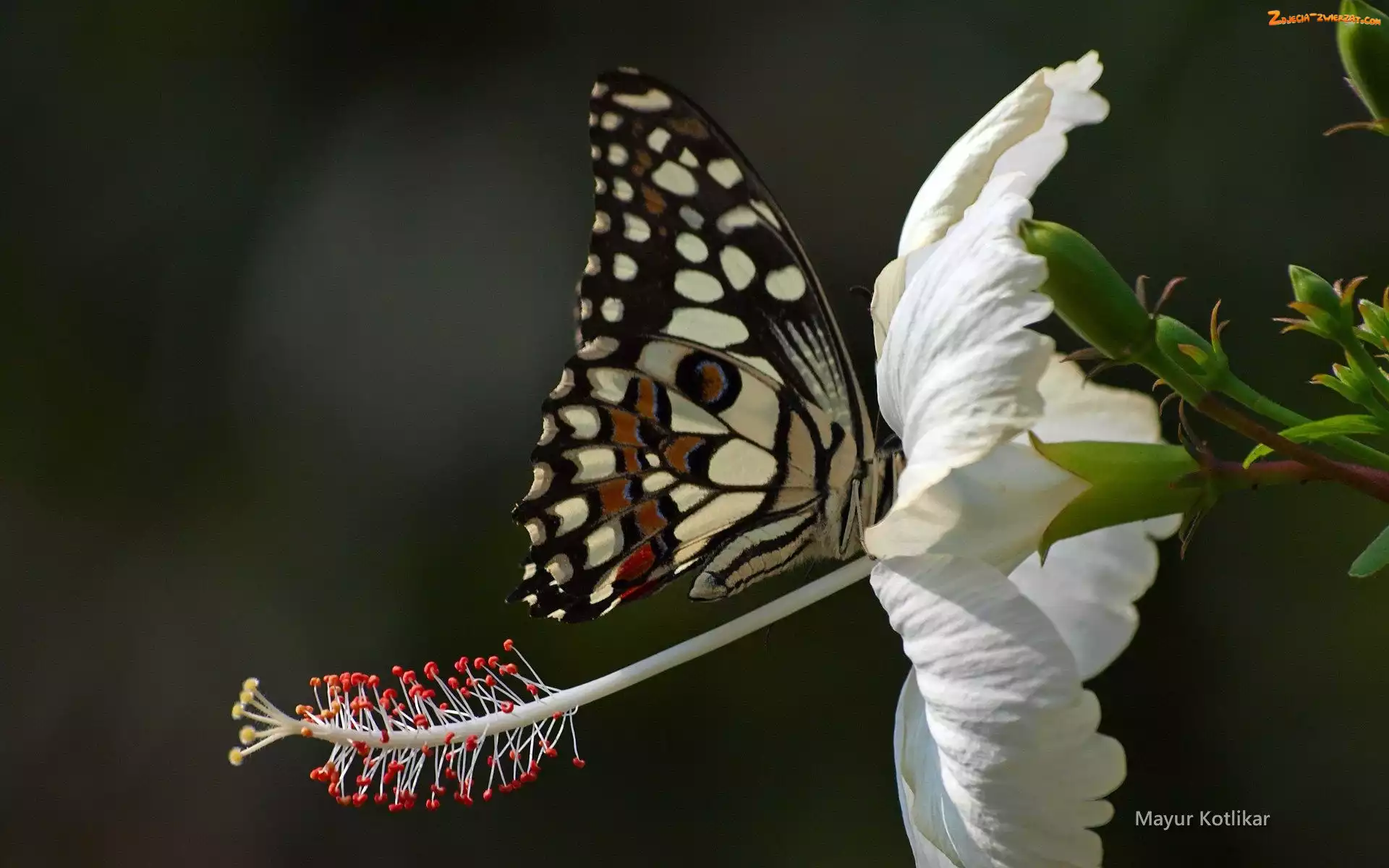 Biały, Hibiskus, Motyl, Kwiat
