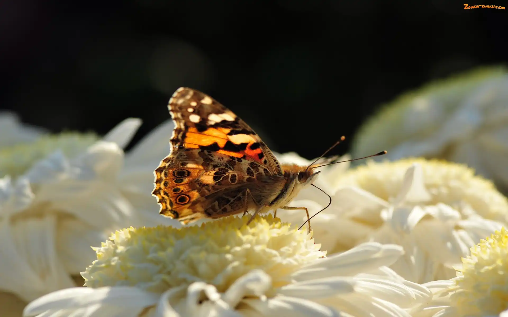 Kwiat, Motyl, Biały
