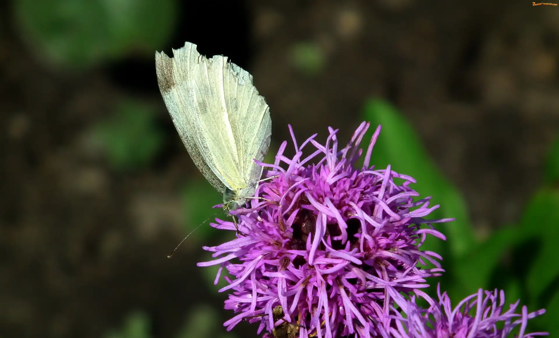 Kwiat, Motyl, Bielinek