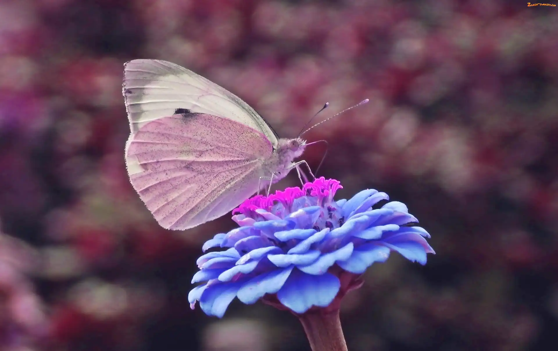 Kwiat, Motyl, Bielinek