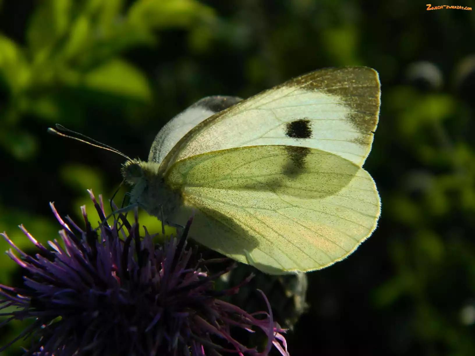 Kwiat, Motyl, Bielinek