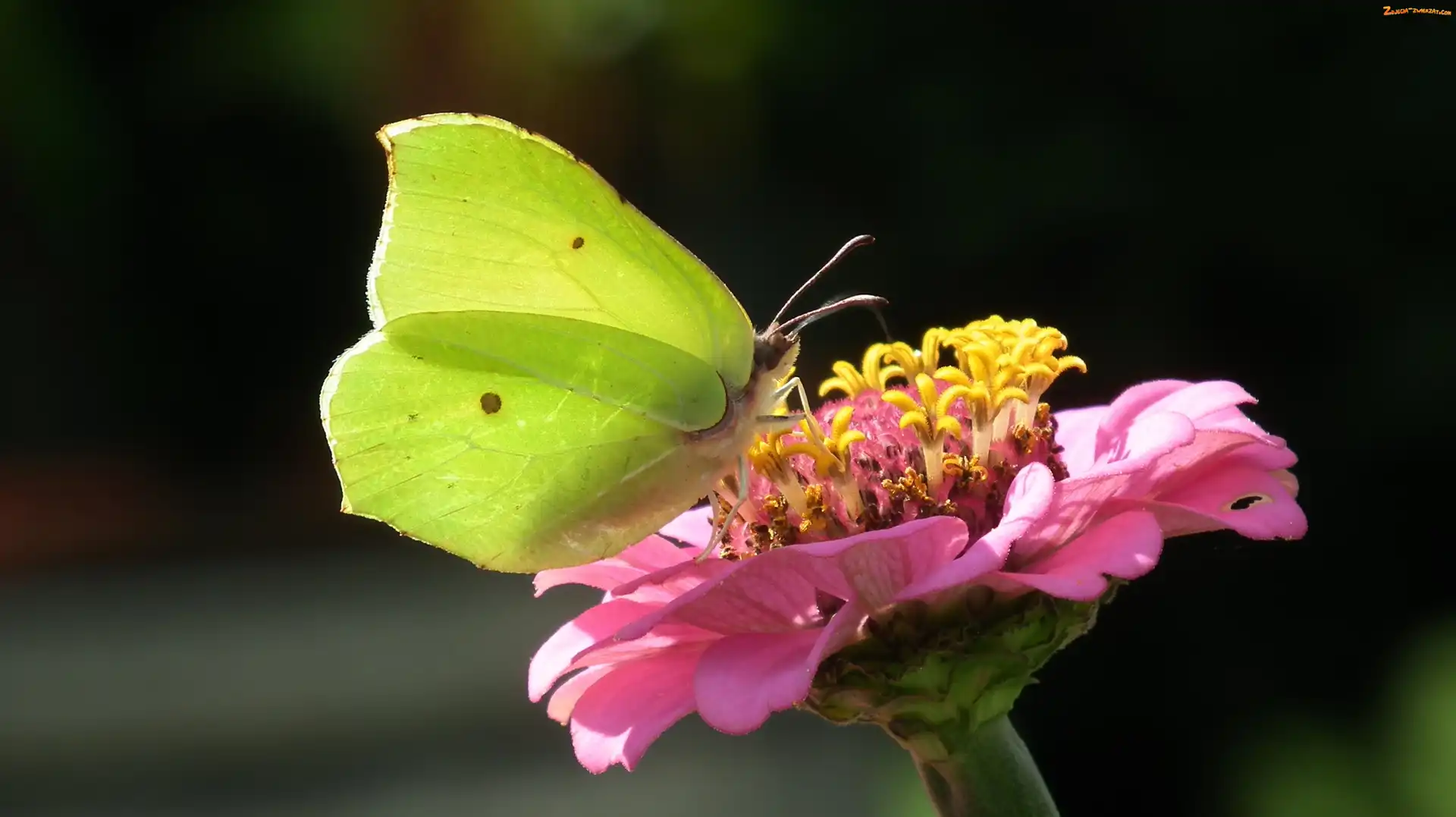 Kwiat, Motyl, Cytrynek