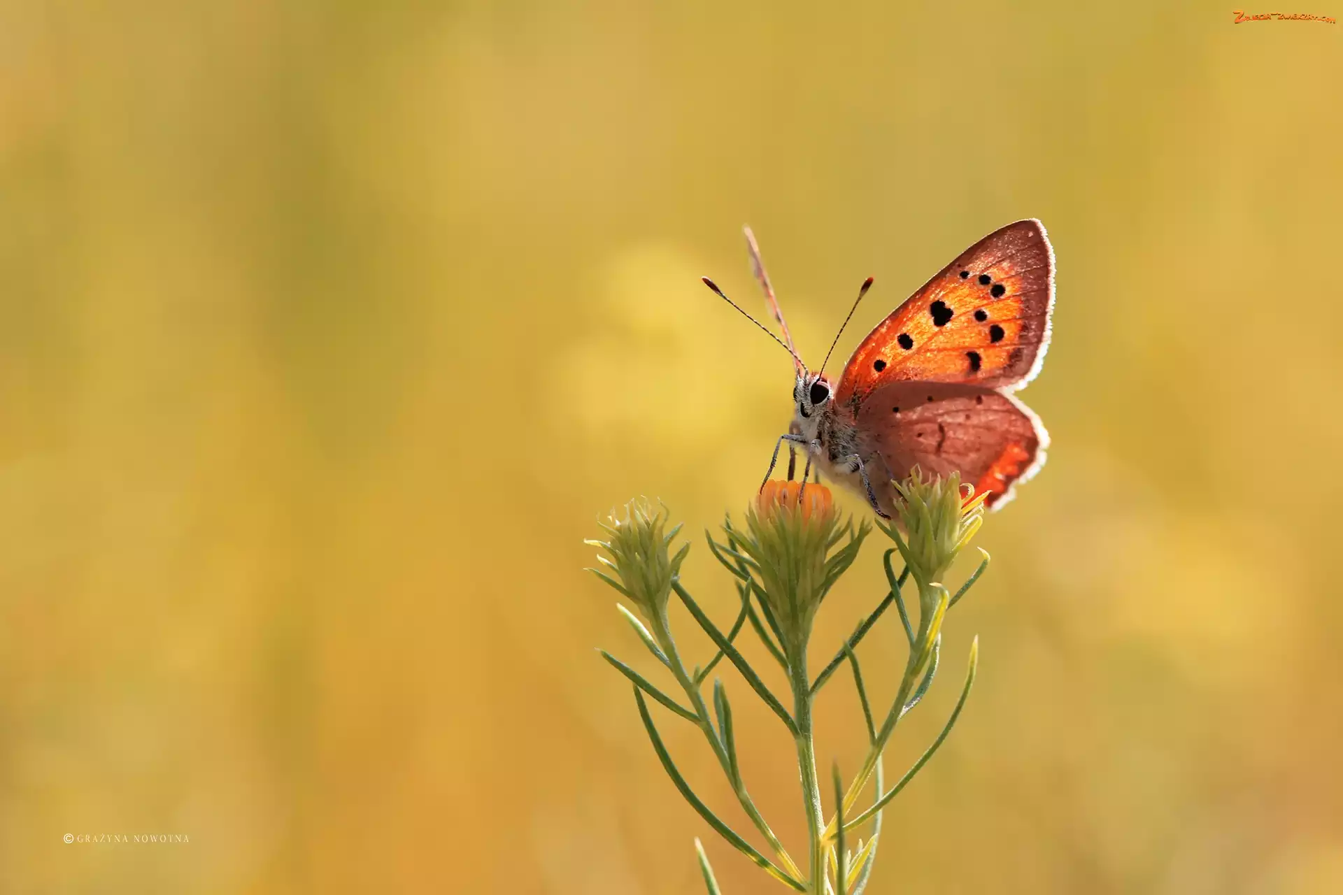 Kwiat, Motyl, Czerwończyk