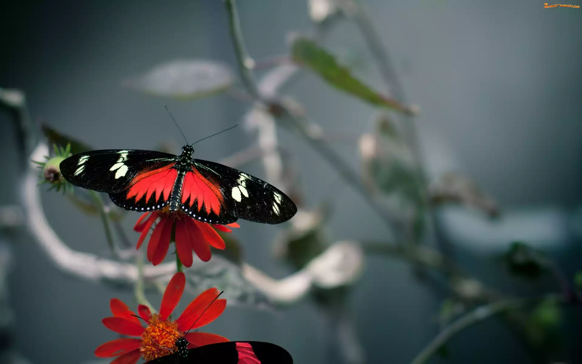 Kwiat, Motyl, Czerwony