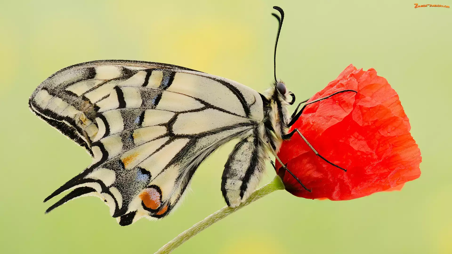 Kwiat, Motyl, Makro, Mak, Paź królowej, Czerwony