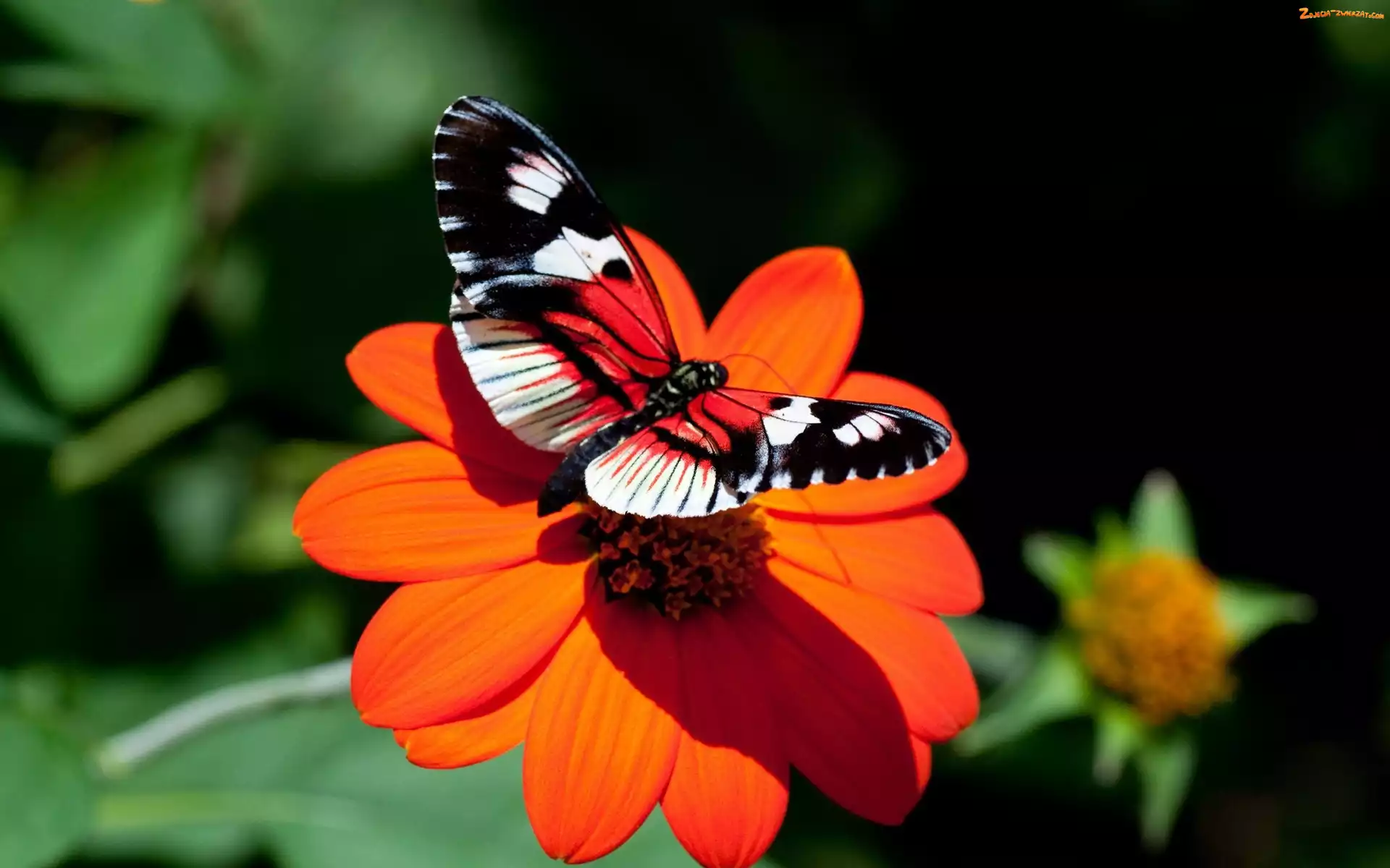 Kwiat, Motyl, Czerwony