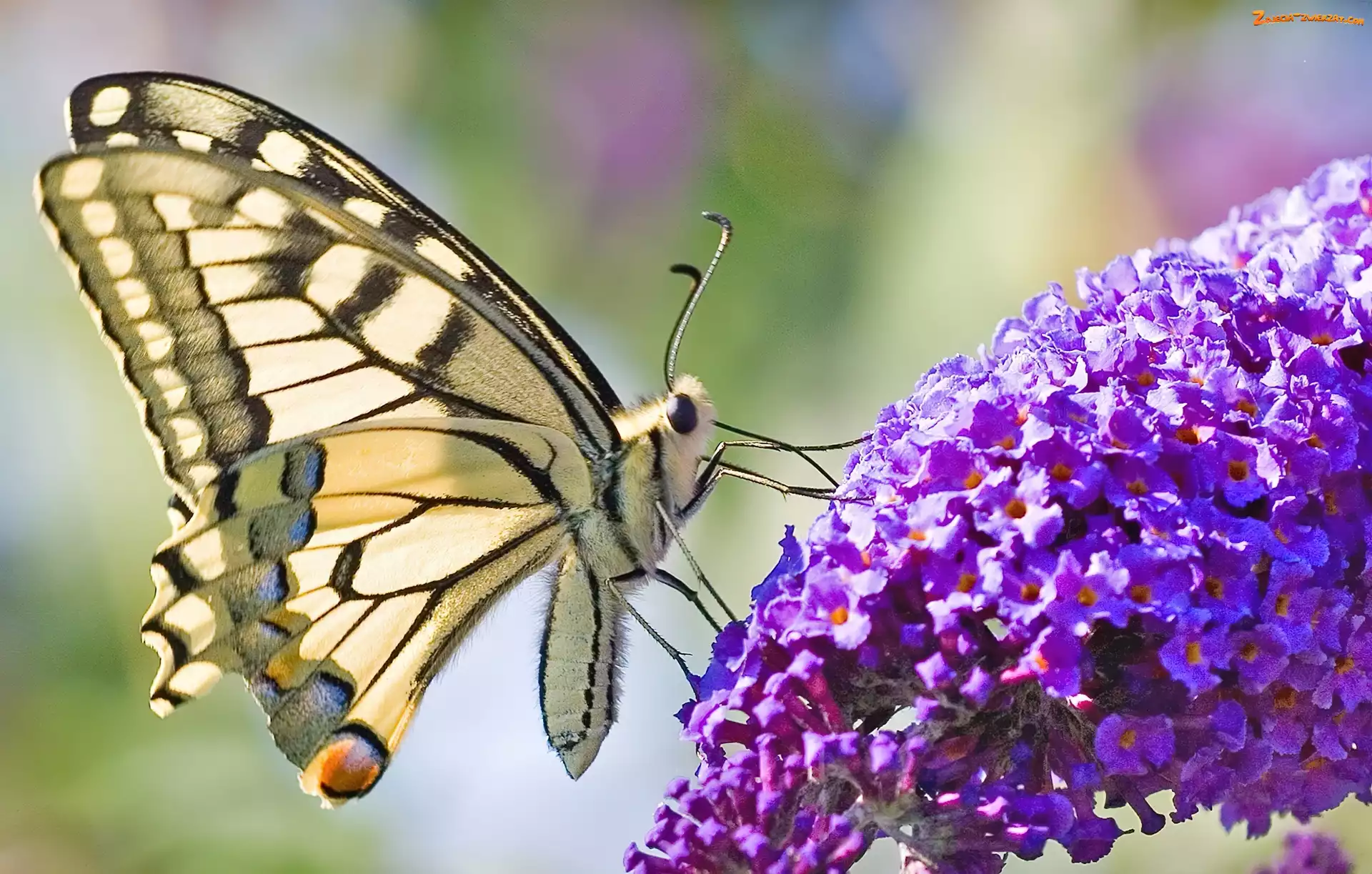Kwiat, Motyl, Fioletowy