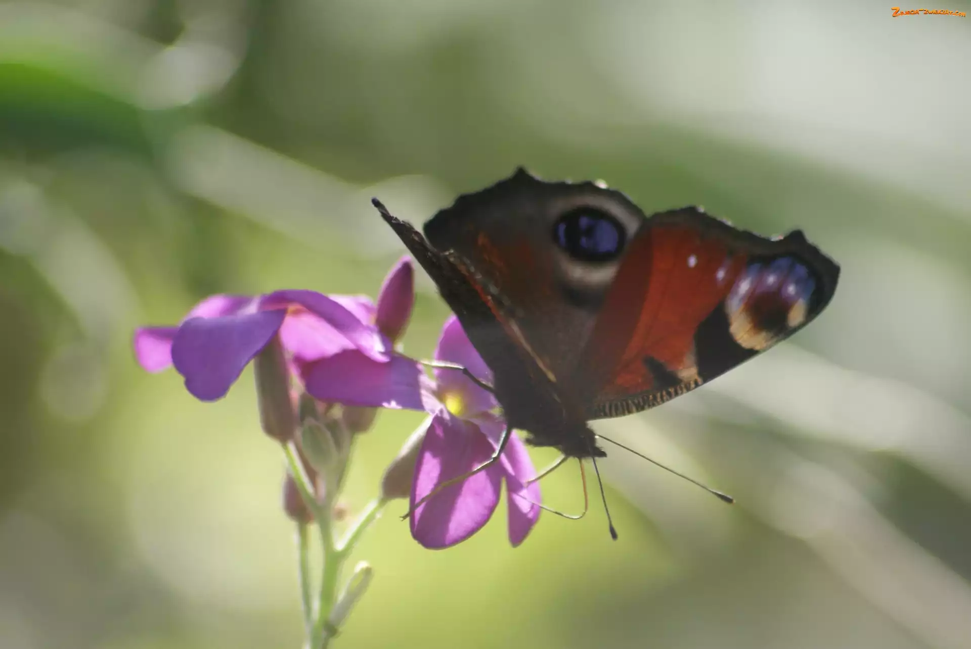 Rusałka pawik, Kwiat, Motyl, Fioletowy