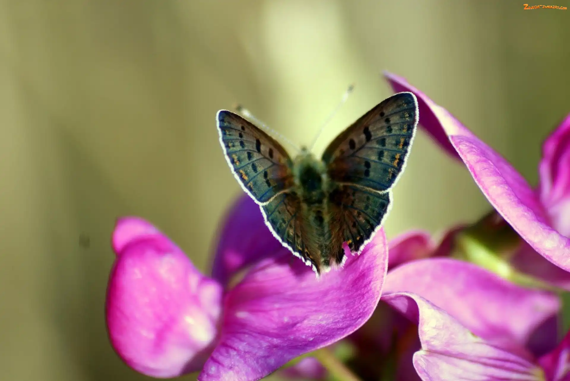Kwiat, Motyl, Fioletowy