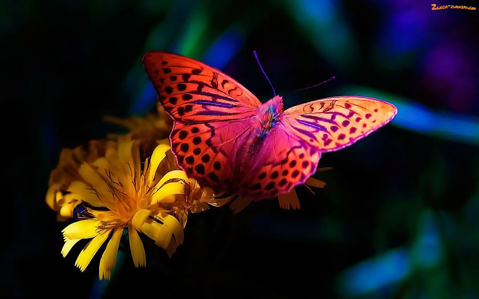 Kwiat, Motyl, Kolorowy