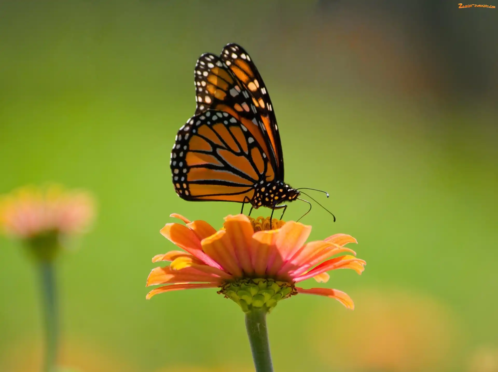 Kwiat, Motyl, Monarch