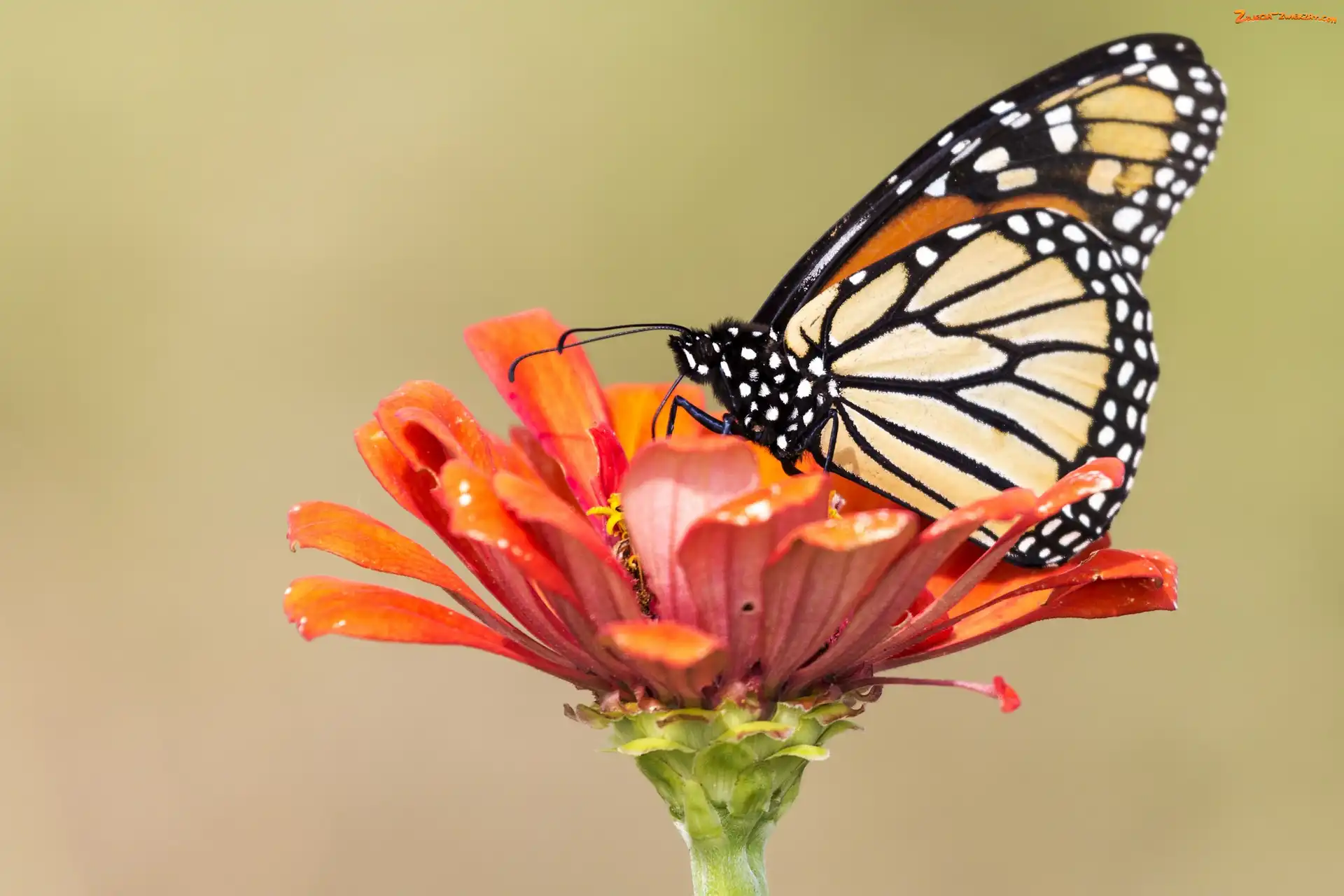 Kwiat, Motyl, Monarch