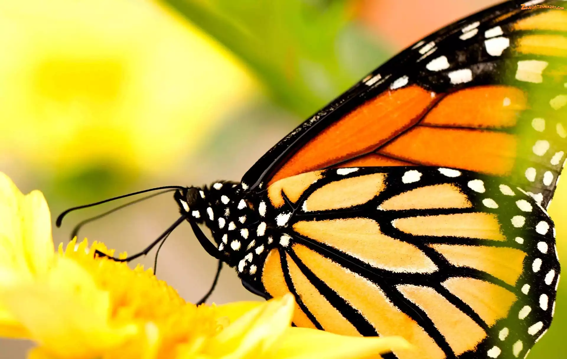 Motyl, Kwiat, Monarcha, Żółty