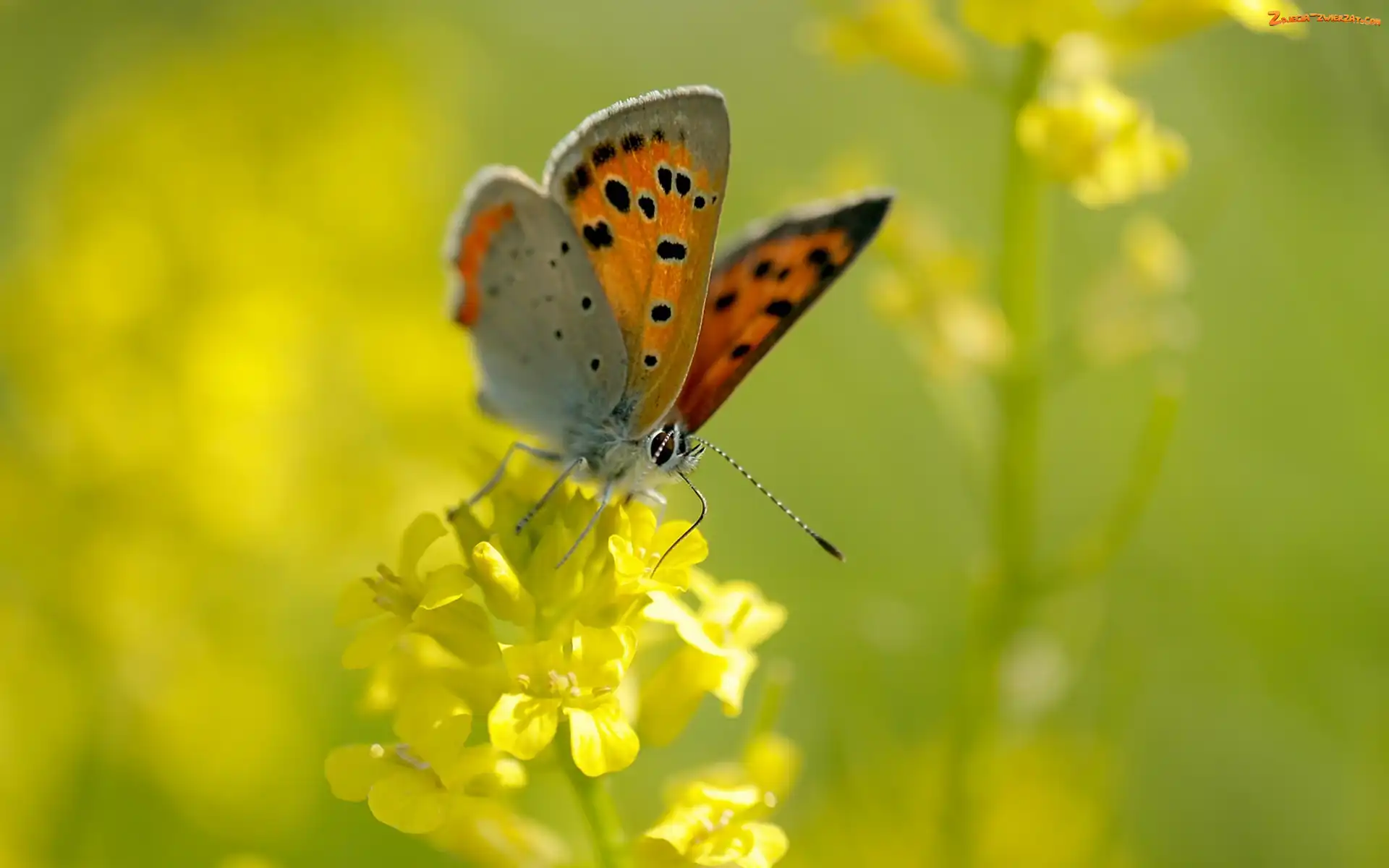 Kwiat, Motyl, Żółty