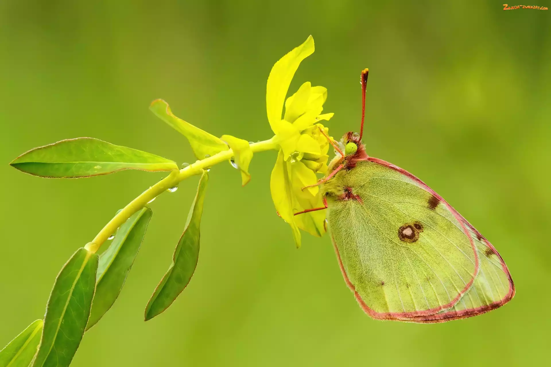 Kwiat, Motyl, Żółty