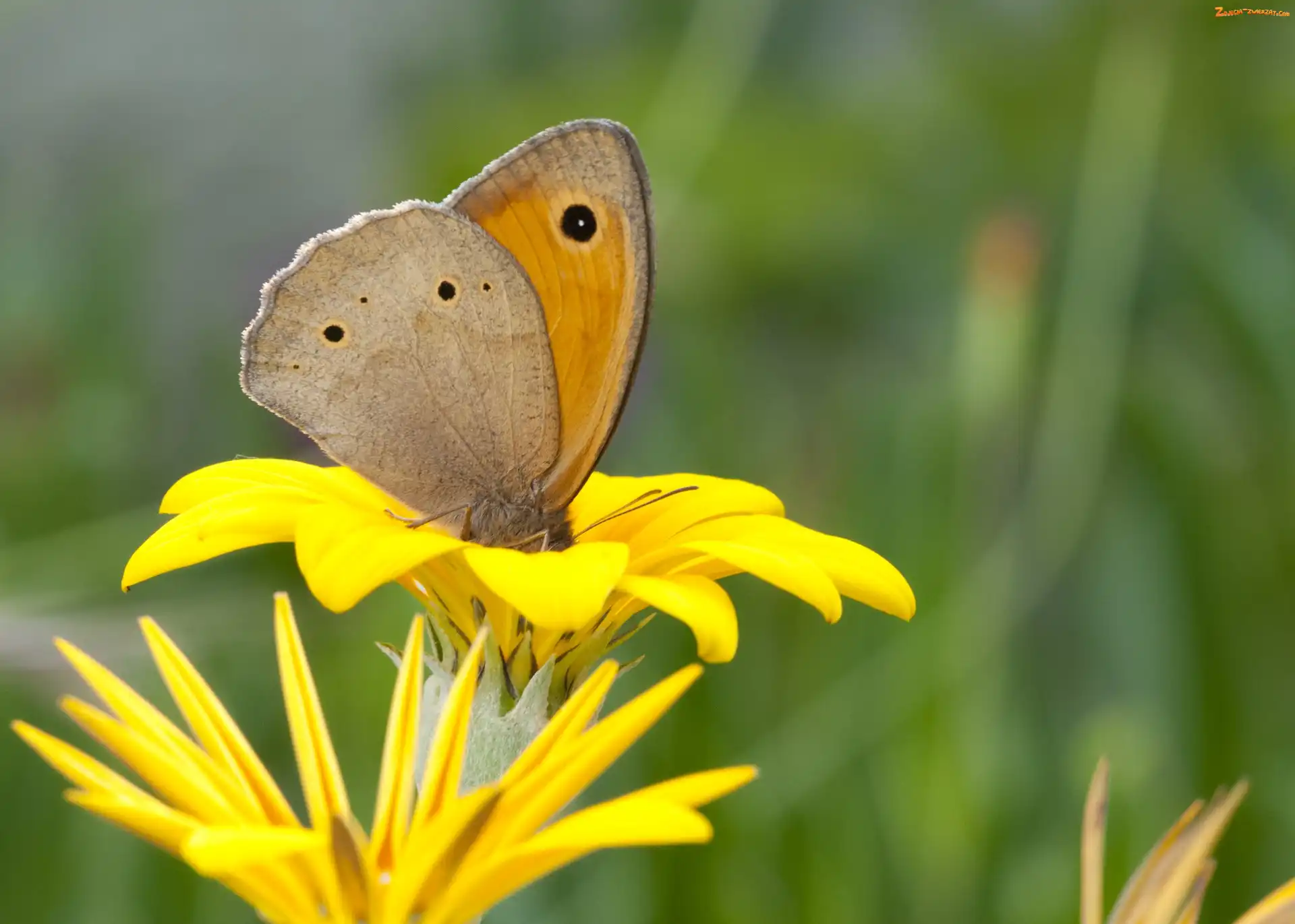 Kwiat, Żółty, Czerwończyk, Motyl, Nieparek