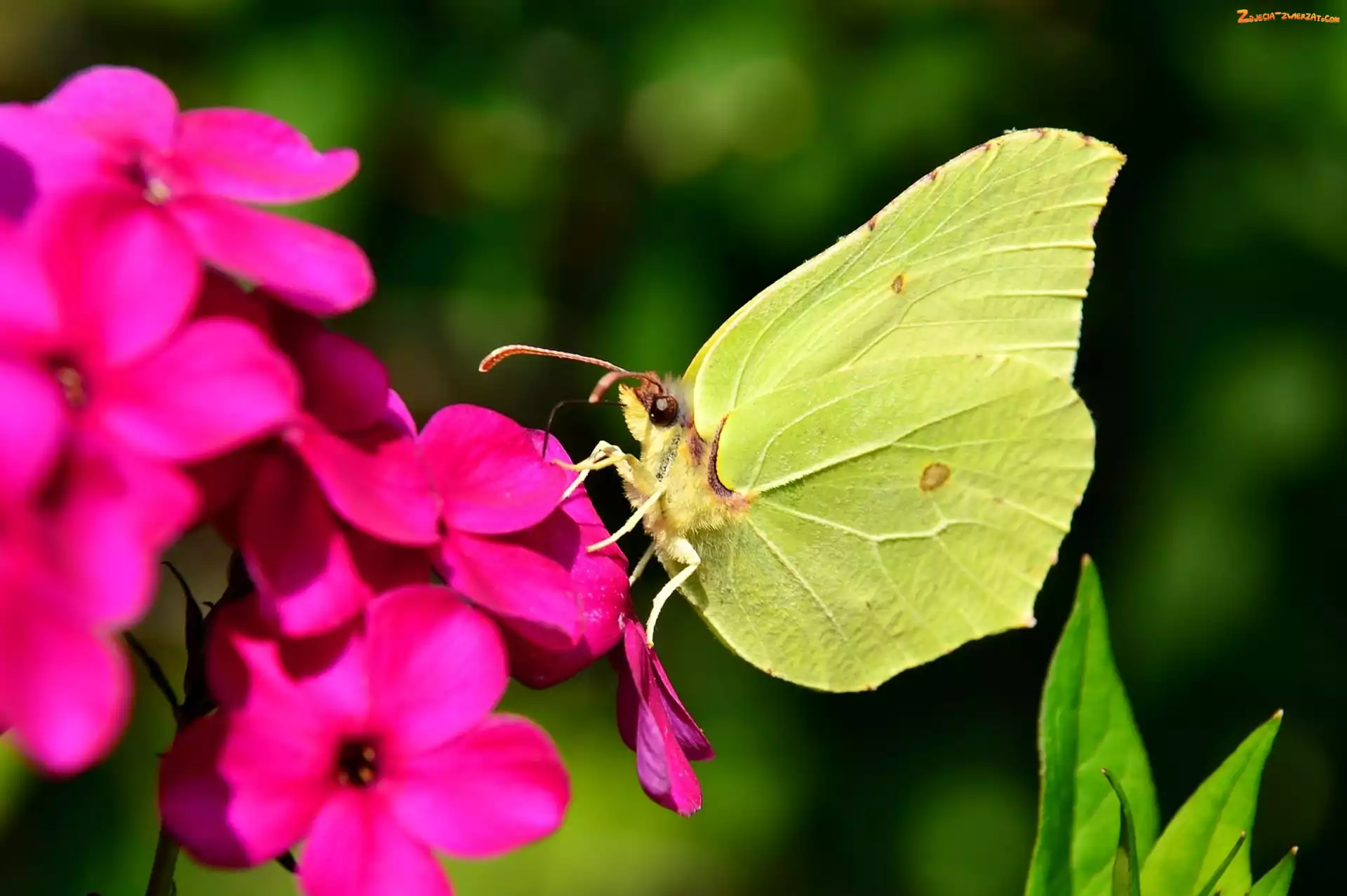 Motyl, Kwiat, Latolistek cytrynek, Różowy