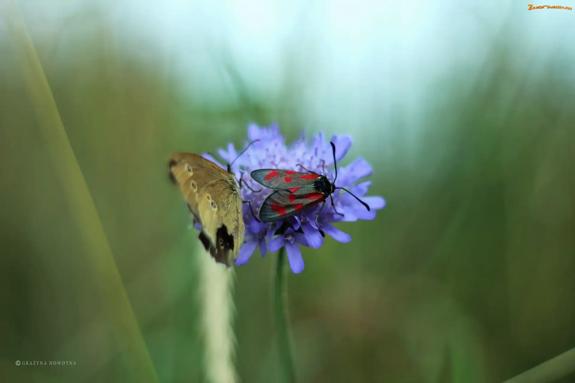 Motyl, Skrzydła, Kwiat, Owad