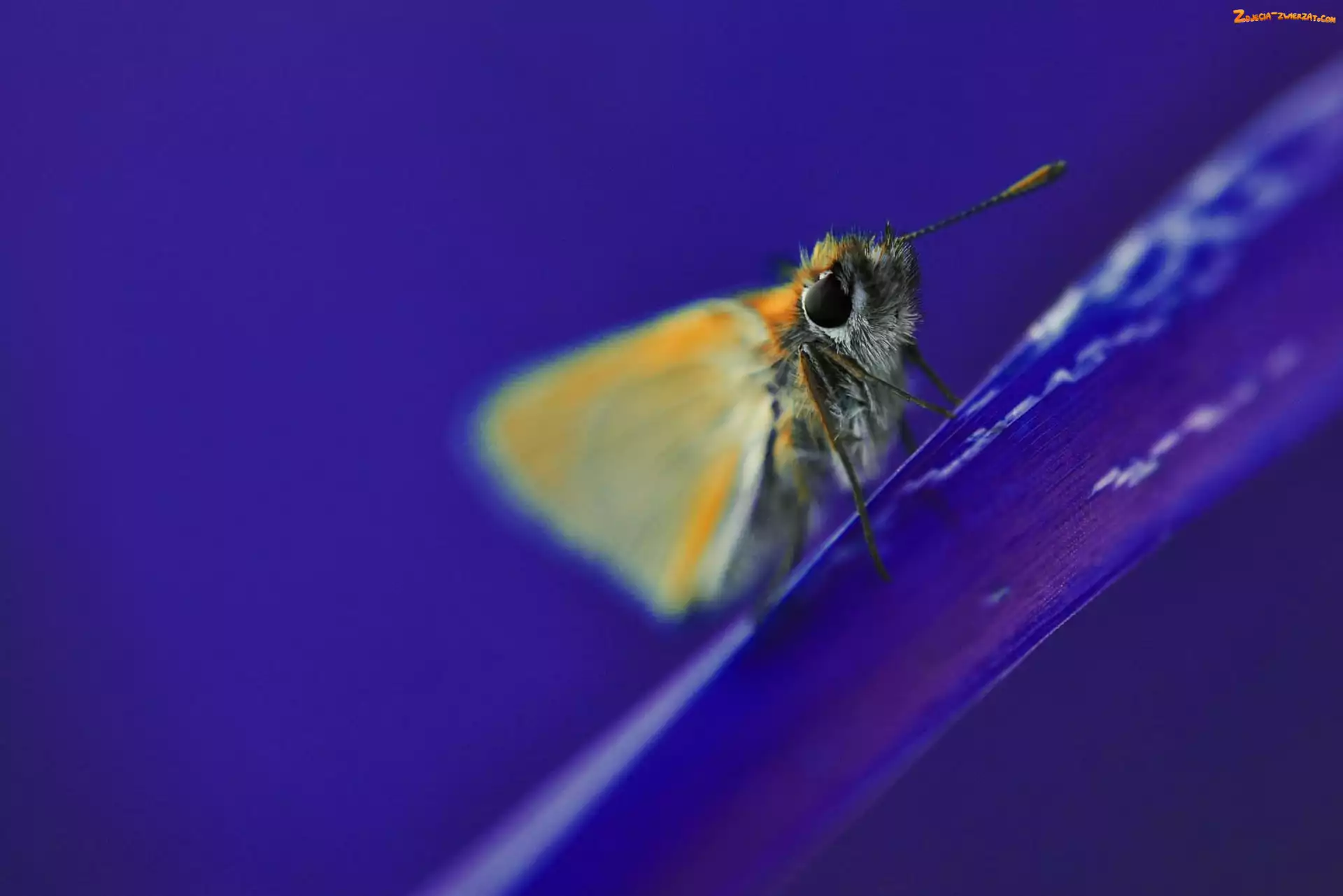 Kwiata, Motyl, Płatek