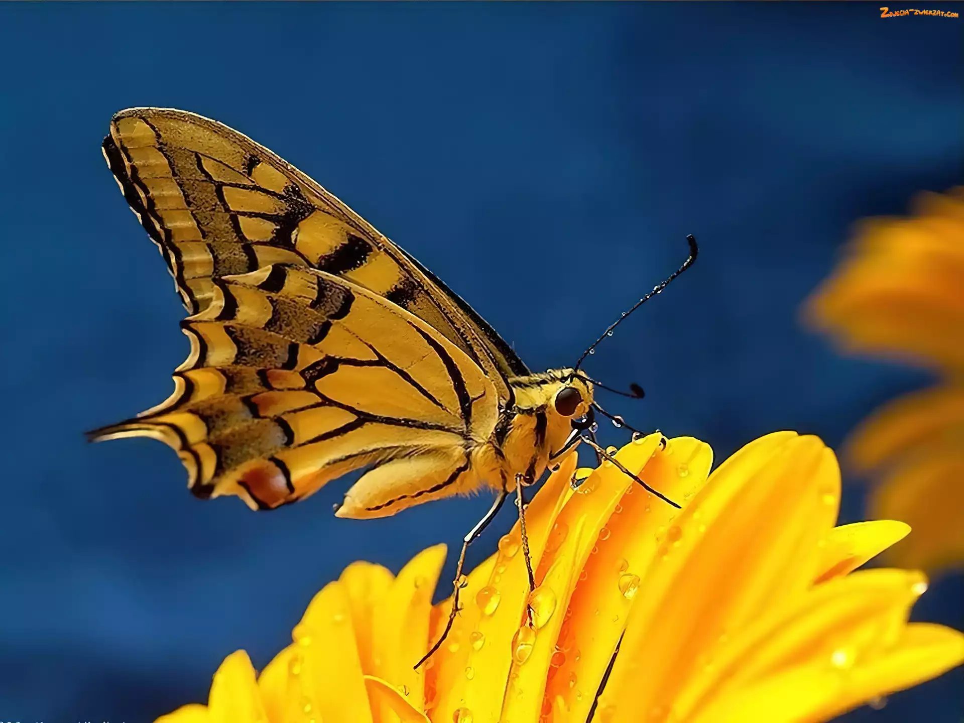 Kwiatek, Motyl