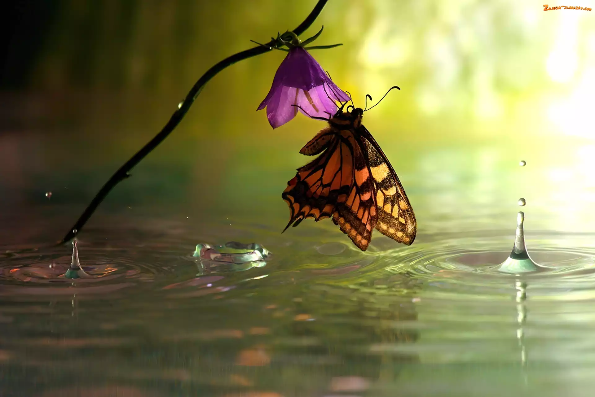 Kwiatek, Motyl