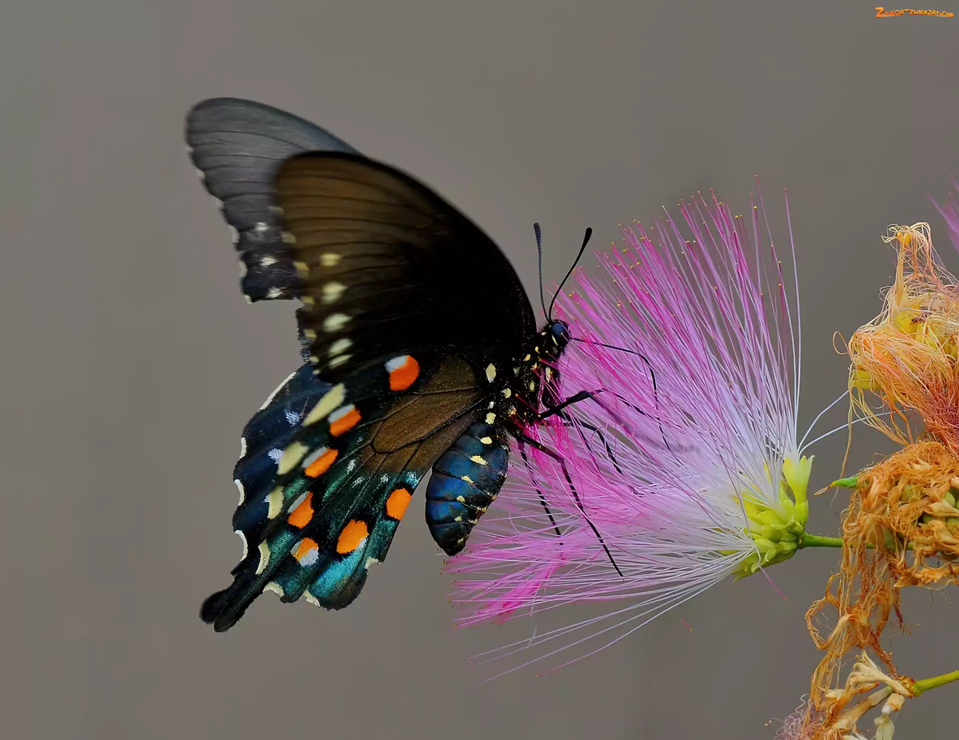 Kwiatek, Motyl
