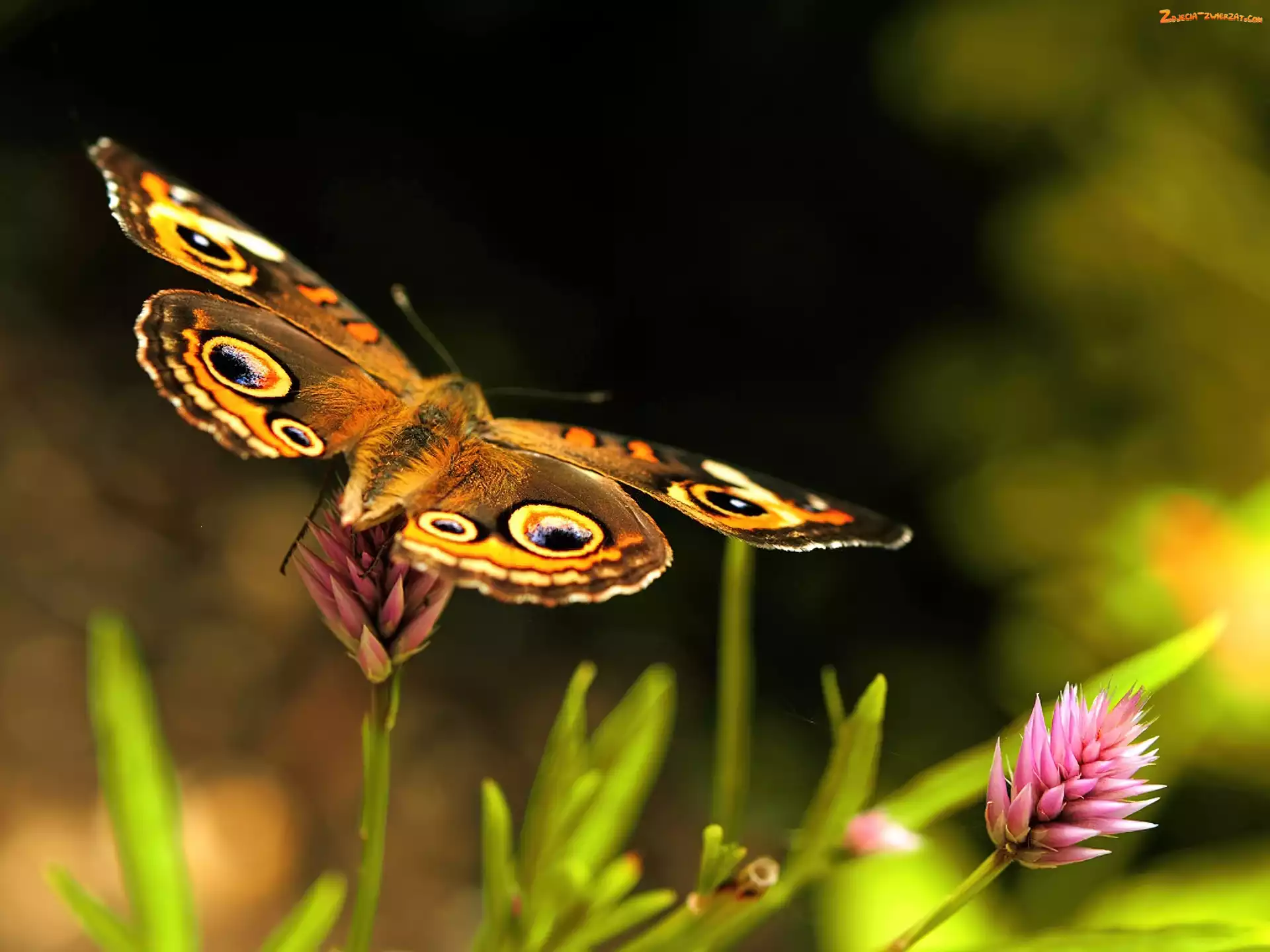 Kwiatek, Motyl