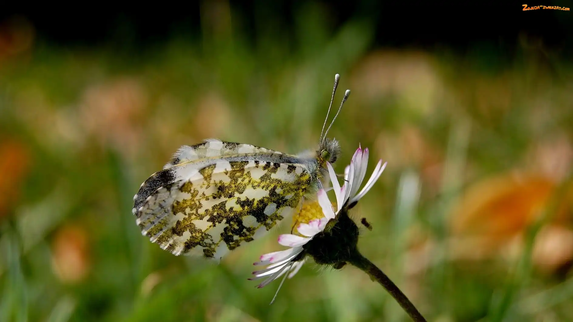 Motyl, Kwiatek