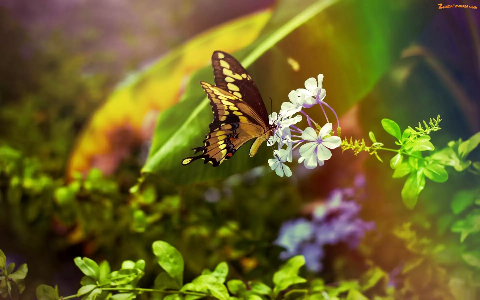 Kwiatki, Motyl, Białe