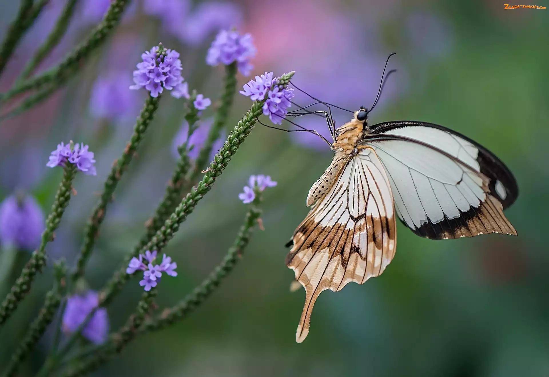 Kwiatki, Motyl, Fioletowe