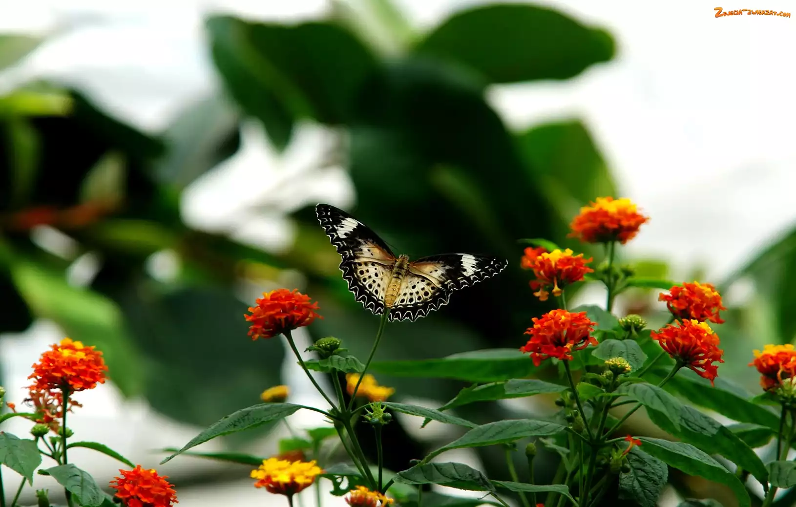 Kwiatki, Motyl, Kolorowe