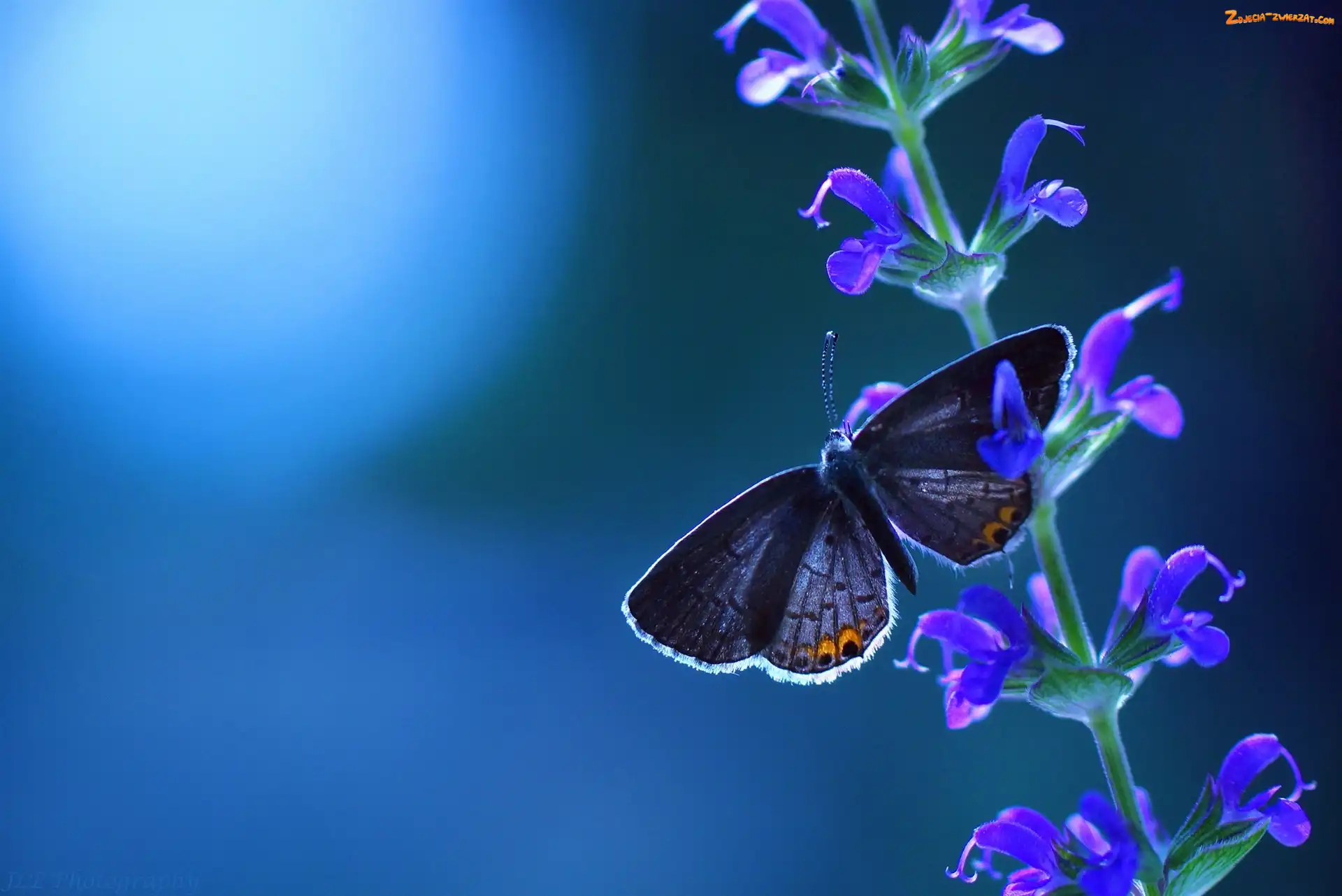 Kwiatki, Motyl, Łodyżka