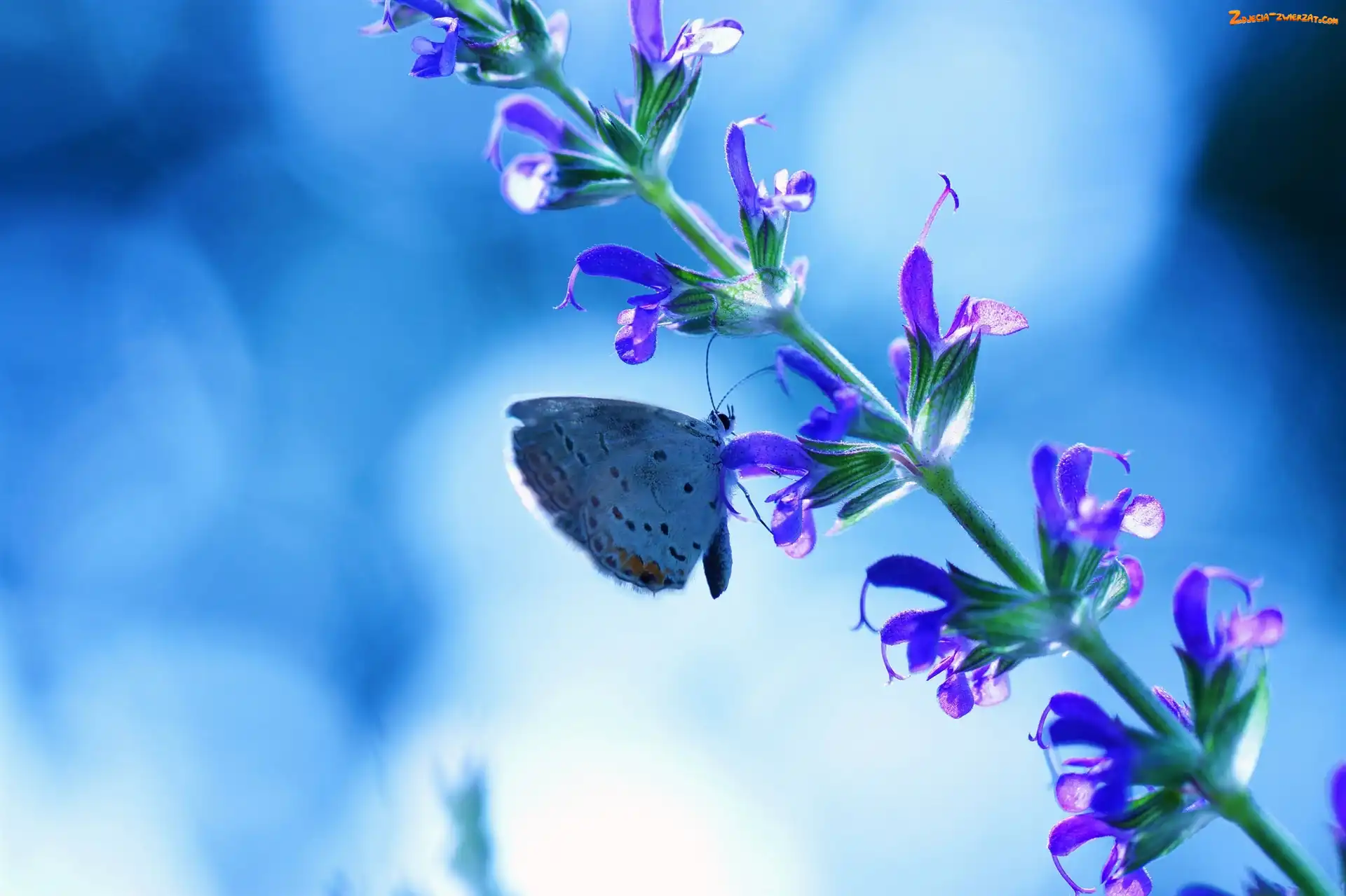Kwiatki, Motyl, Łodyżka