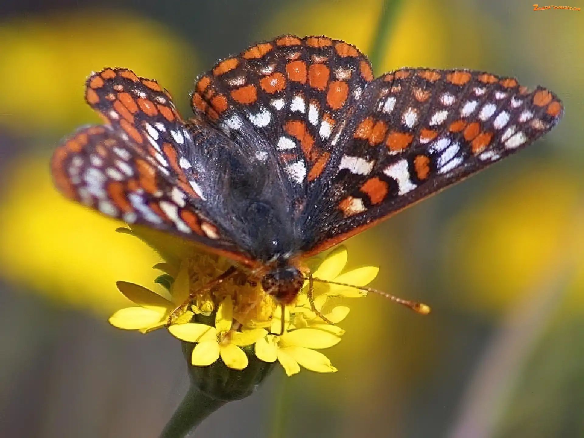 Przeplatka maturna, Kwiatki, Motyl, Żółte