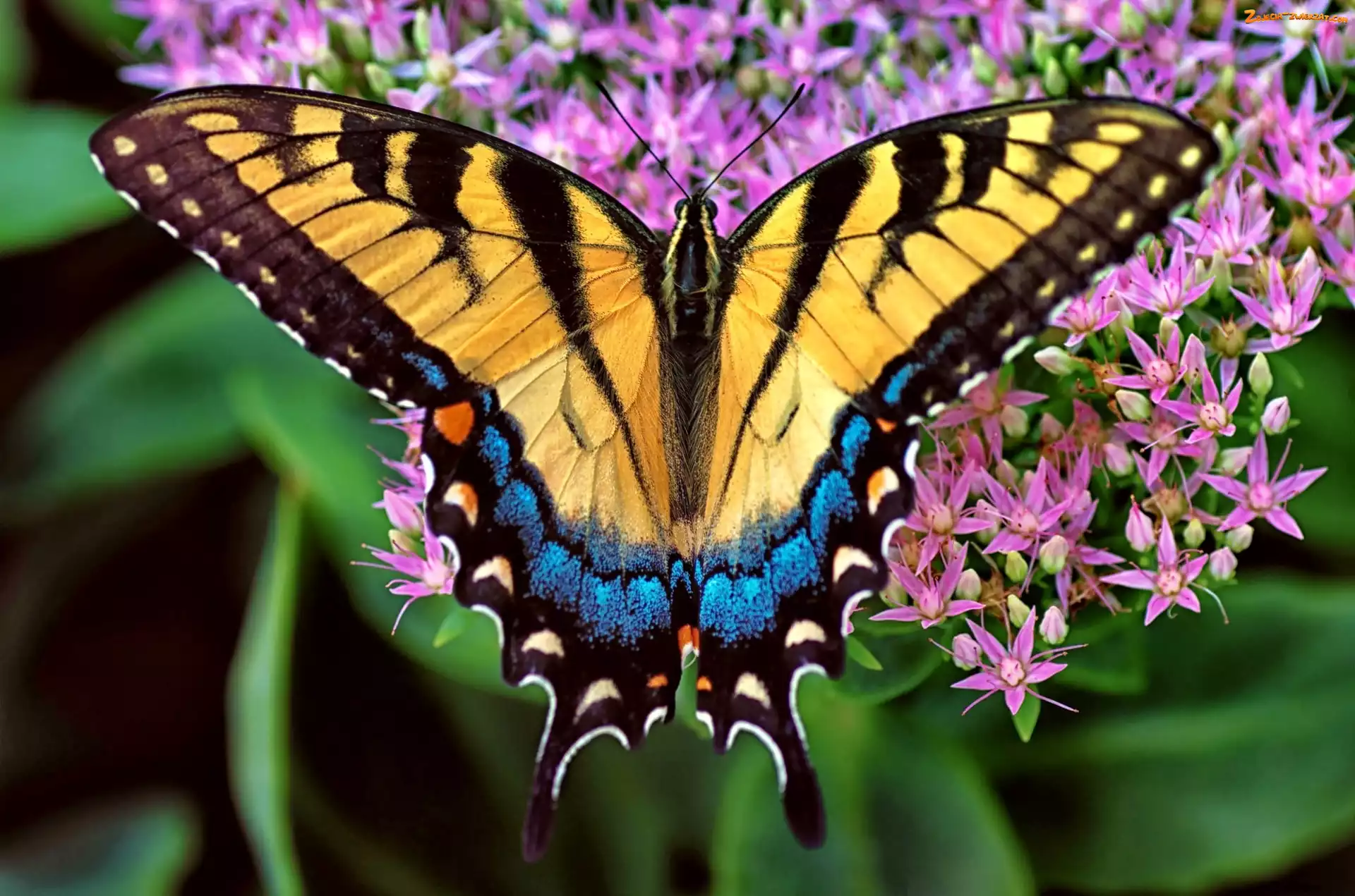 Kwiatki, Motyl, Purpurowe