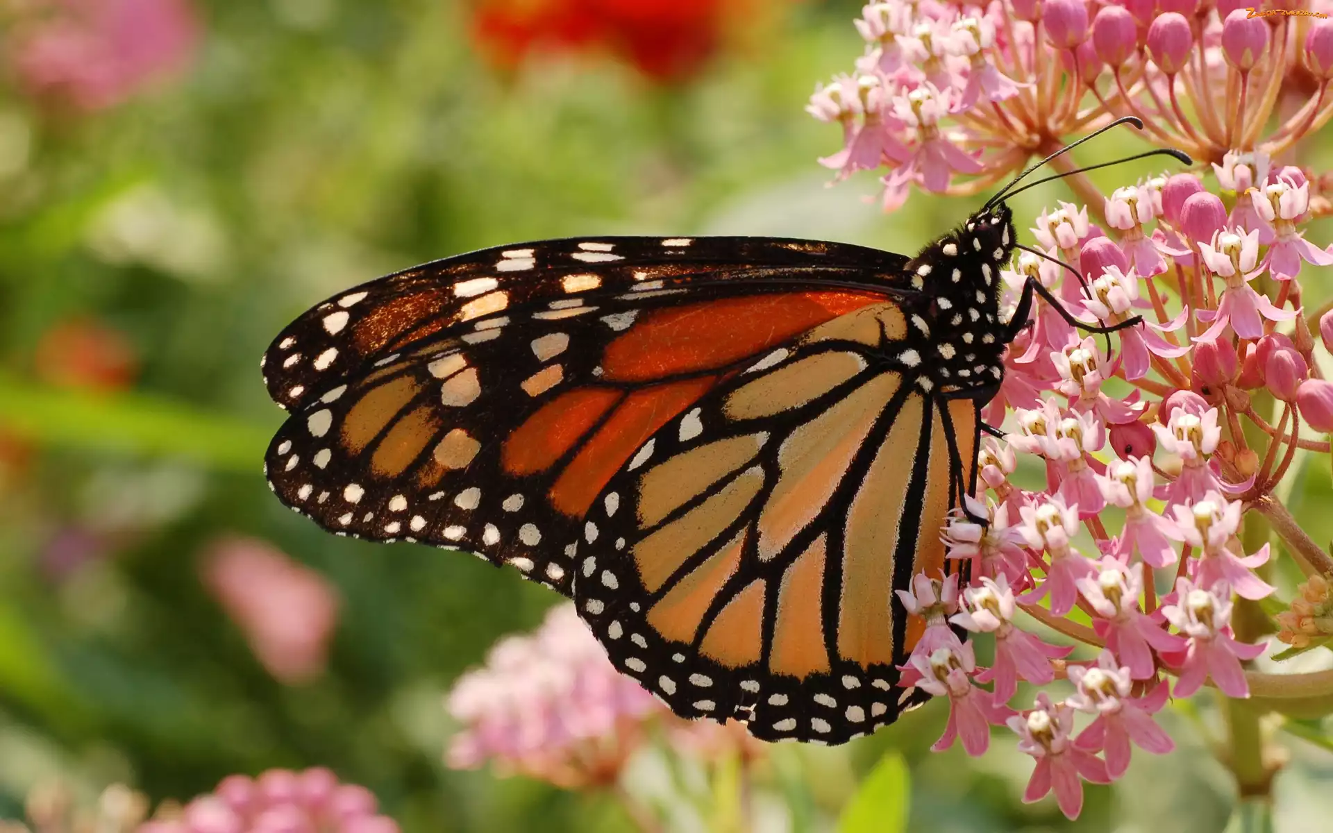 Motyl, Kwiatki, Monarcha, Różowe