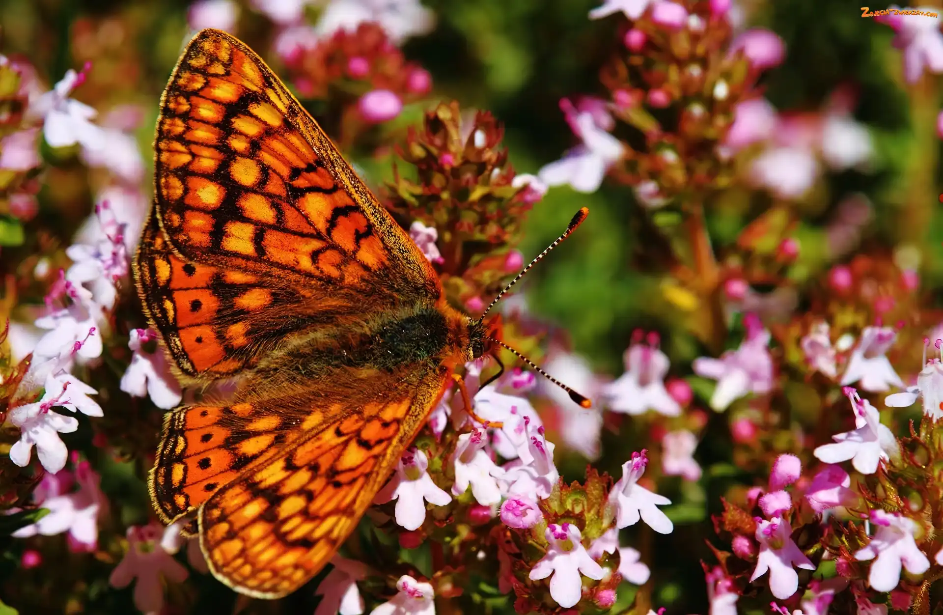 Kwiatki, Motyl, Różowe