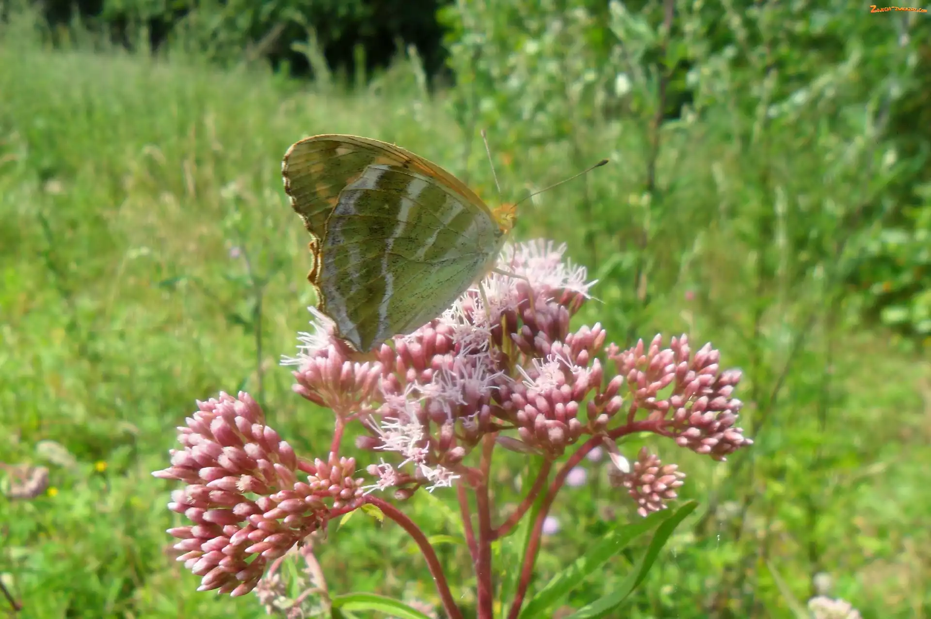Łąka, Kwiatku, Na, Motyl, Różowym