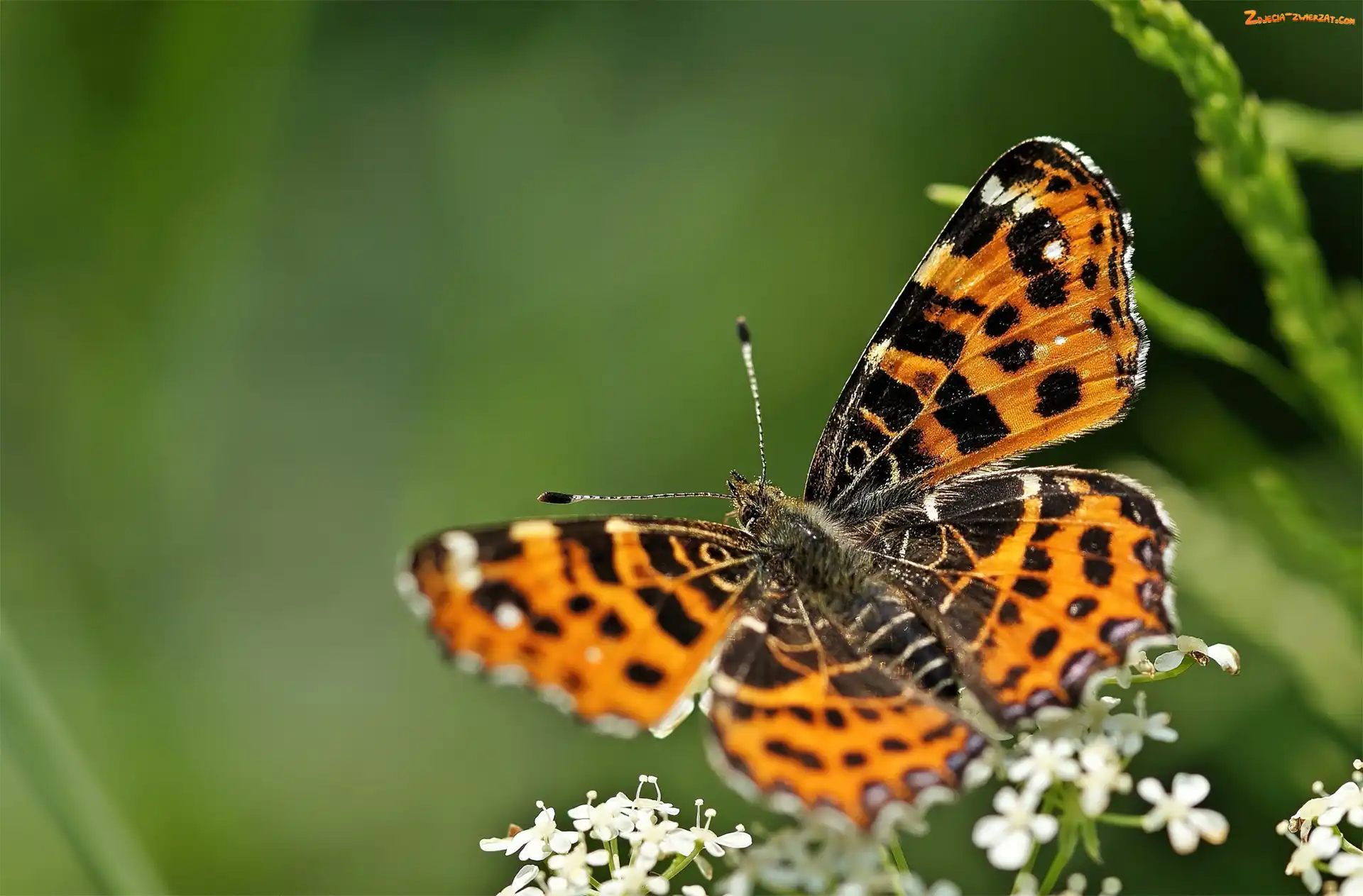 Kwiatuszki, Motyl, Białe