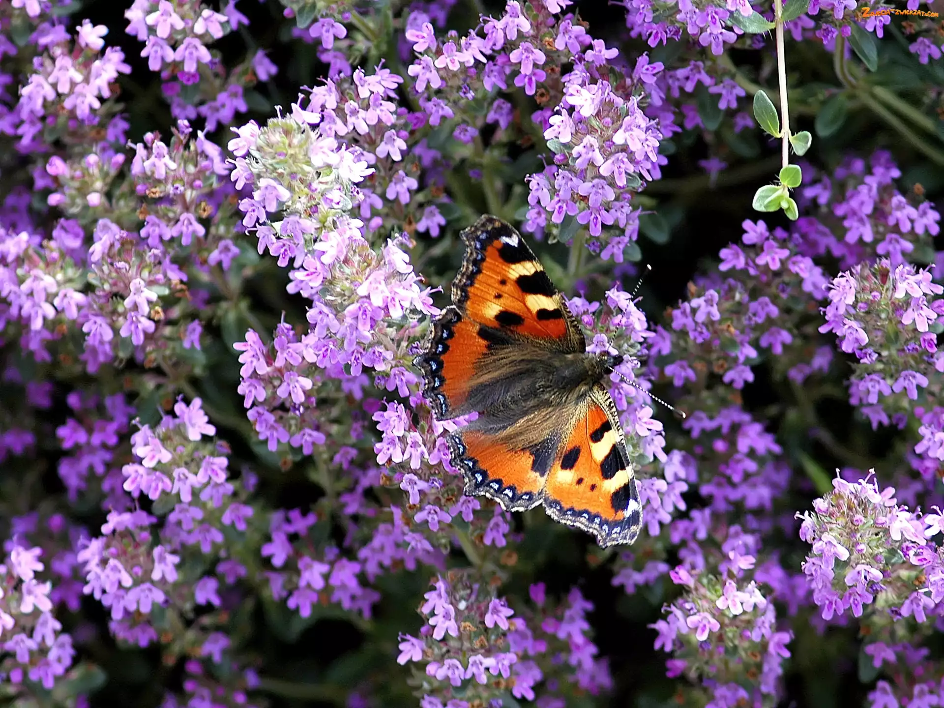Rusałka pokrzywnik, Kwiatuszki, Motyl, Fioletowe