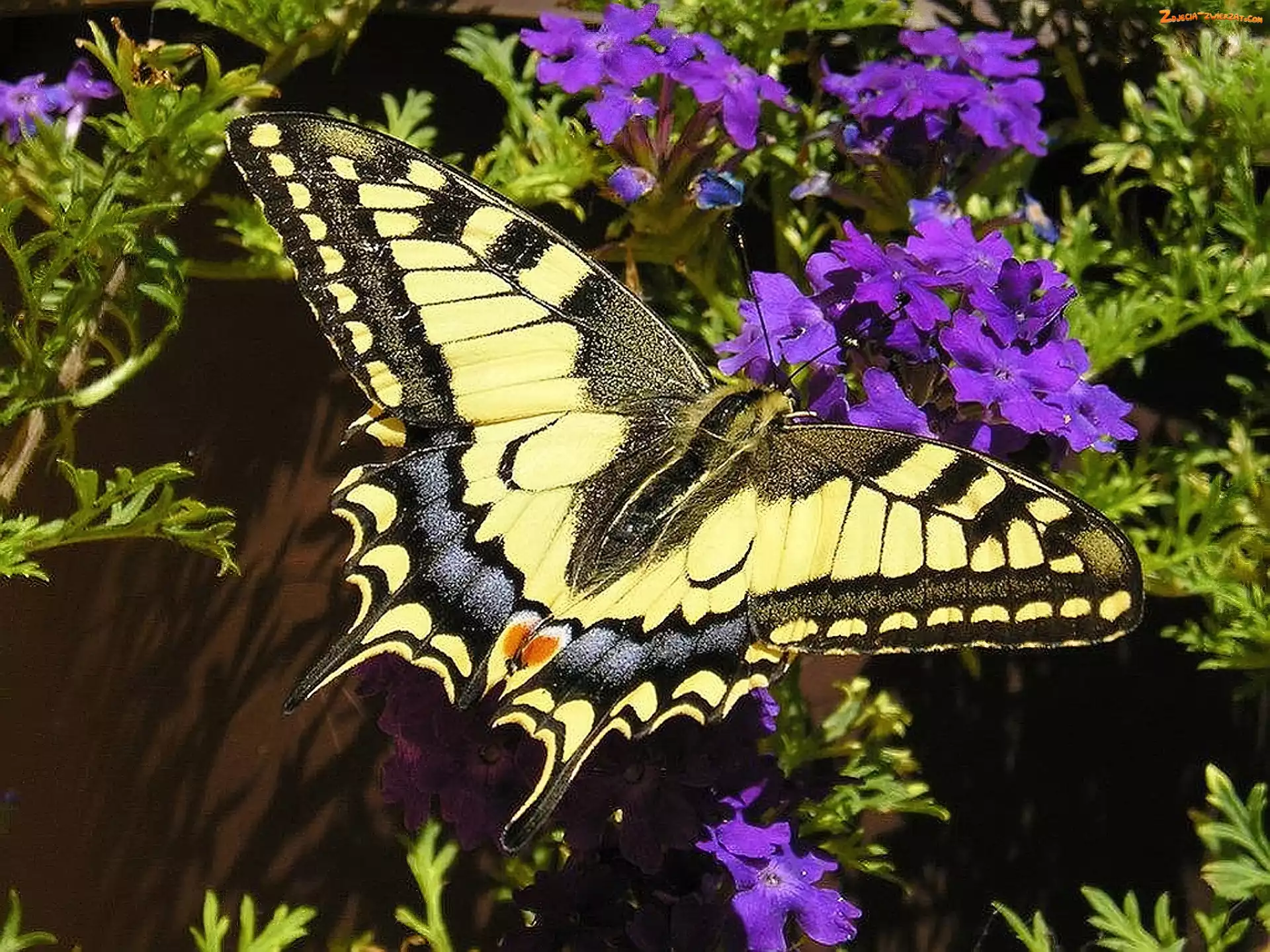 Kwiatuszki, Motyl, Fioletowe